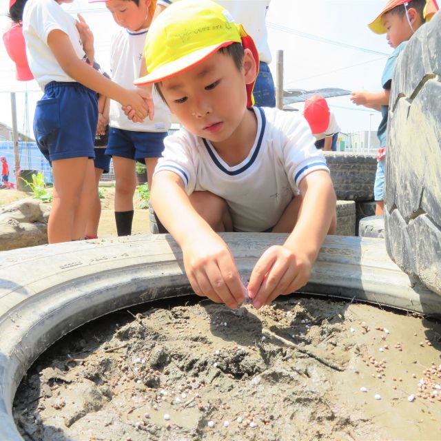 ＊　５歳児　米作り②（ゆめはうす認定こども園）　＊