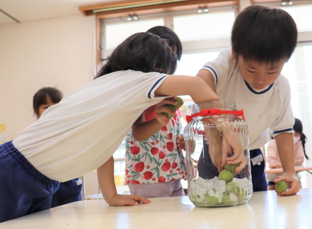 友達と一緒に梅と氷砂糖を順番に入れていきます
