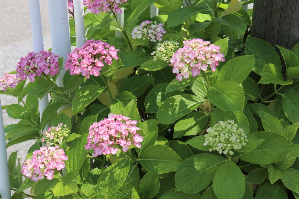 今年も園庭にあじさいの花が咲き始めました
ー　６月になったんだな・・　ー　そう感じる

毎年・・　毎年　綺麗に咲いてくれて　ありがとう♡