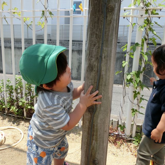 柱の向こうから・・・♡～ヒヨコぐみ　1歳児～