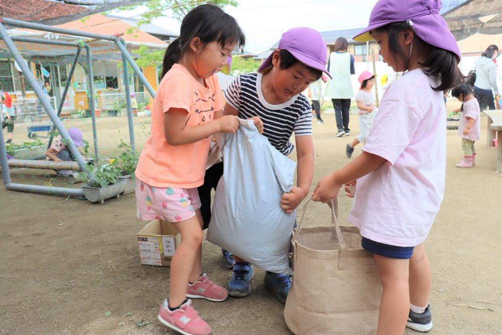 「おじぎ草を植えよう」と‥
培養土、麻プランター、苗を用意

あとは子ども達が・・・

力を合わせて培養土をプランターへ
