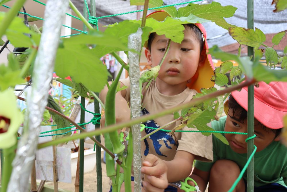 野菜を育てること・・
そこには、野菜が育つ喜びと同時に見られる子どもたちの関わり
その中で様々なことを経験し感じています



プランターに植えてあるオクラが大きくなっている事に気づいたＨ君とＴ君
ハサミを持ってきて収穫開始