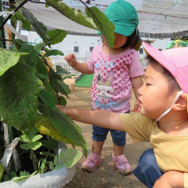 あいはうすのいろいろな植物と