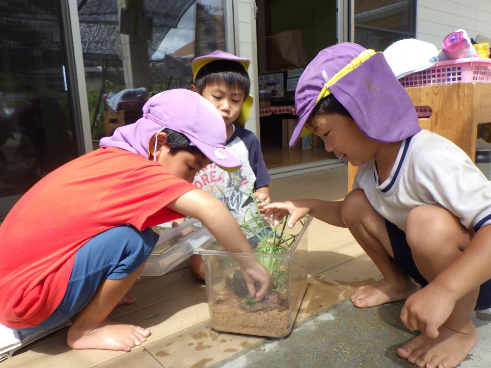 「お家作ってあげようや！」
「草と土とかいるね！」
「エサも探さんと」
とHくんとKくん

「これ使えるよ！」
とRくんも一緒に協力♡

図鑑で見たこと
知っていることを共有・・