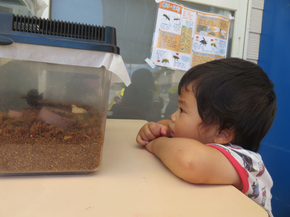 リス組さんのカブトムシを見つけたT君

まずはじ～っと観察…
前からみたり、横に覗いてみたり

中のカブトムシも‥　ジーッ　
動きません