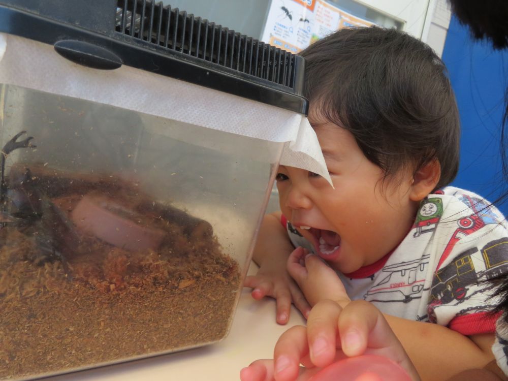 T君カブトムシに向かって

「お～い！」

「起きて～！」と‥

するとカブトムシはびっくりしてか‥　動きだす

