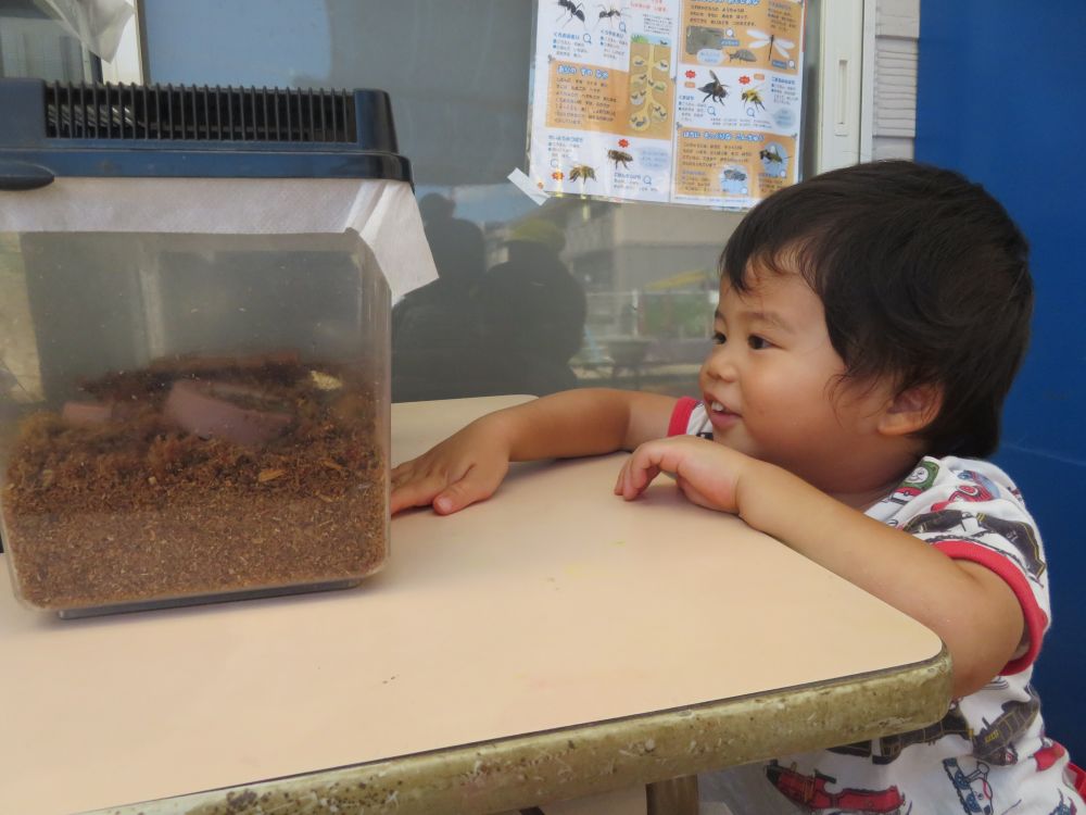 嬉しくなってもう一度！！

声をかけたり観察したり
カブトムシさんと沢山遊んだT君でした♡