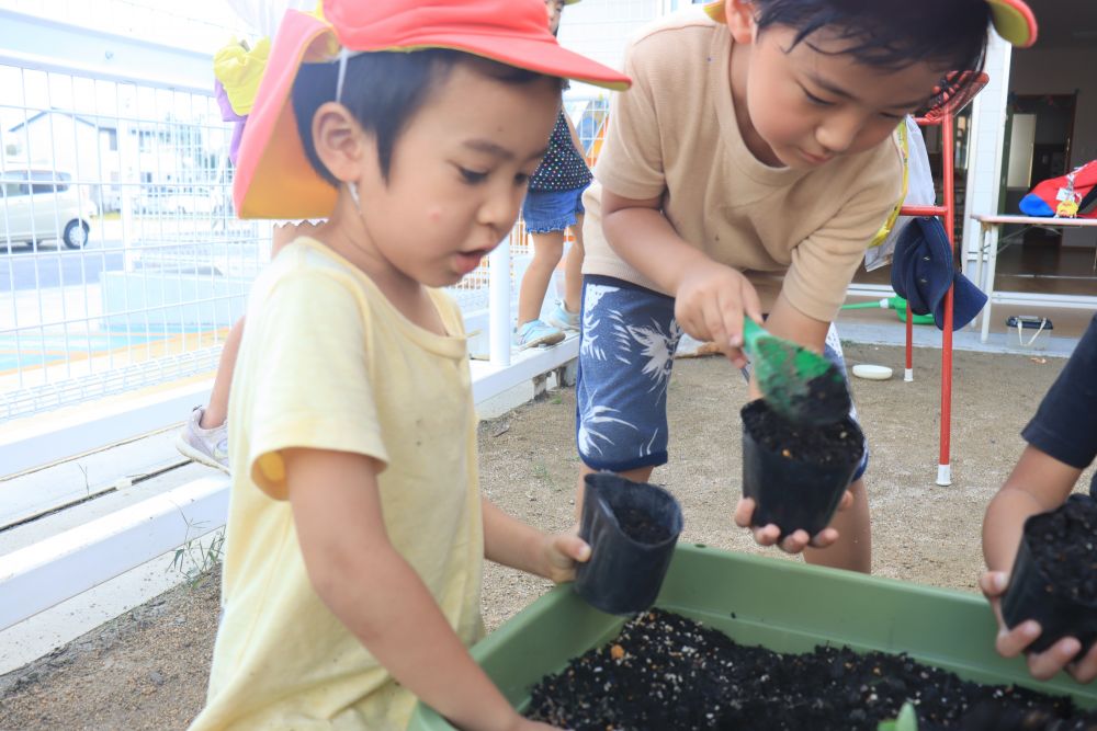 園庭に植えてあるアサガオが種を付けました
それを採取した子ども達
「早く植えたい！」
来年の春まで取っておきたいところですが
物は試し‥
植えてみよう！