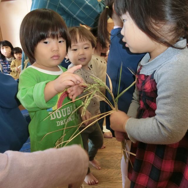 お米が出来た！　お米の収穫✨～クマぐみ　2歳児～④