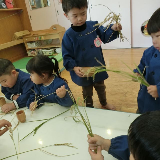 お米が出来た！　お米の収穫✨～クマぐみ　2歳児～⑤