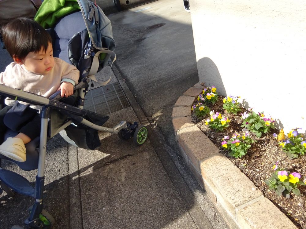 近所のおうちの花壇にきれいなお花が咲いてました。
よく見ると・・・ちょうちょがとまってる・・・。
じーっと見つめるRちゃん。
Rちゃん興味津々です。