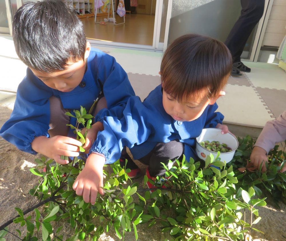 保育園の前のドングリの木🌲
まだドングリとってないのに、剪定されてる💦

枝をもらってくると・・・
ドングリの採り方が職人技！！😳✨