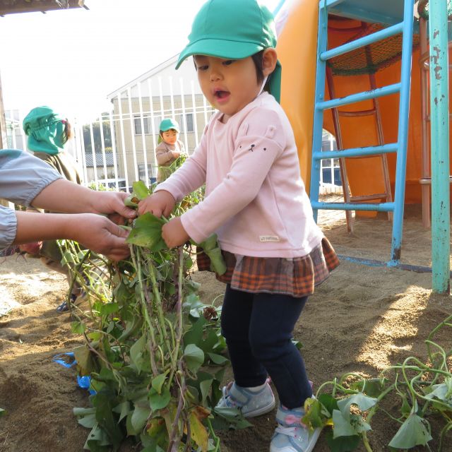 いもほりごっこ②　～1歳児　ヒヨコぐみ～