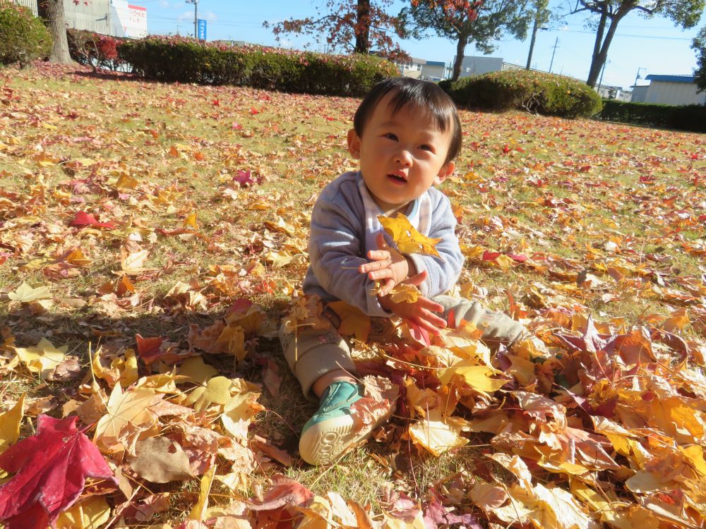 11月末
　赤と黄色のきれいな落ち葉🍁