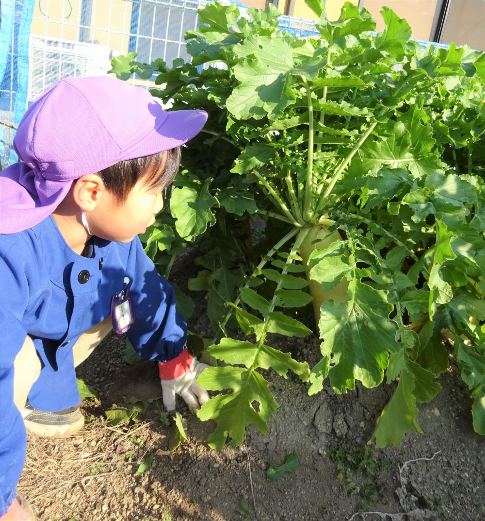 だんだん、朝晩と冷え込みが厳しくなってきました。
でも寒さに負けず、子どもたちは元気いっぱい！

今日は２ヶ月ぶりの活動です。
ゾウ組さんが大根の小さな赤い種をまいて数ヶ月たちました。

｢今日大根しゅうかくするんよー｣
いきいき畑に向かう道中からワクワクドキドキ♪
周りを見渡しながら歩いて行き、稲刈りが終わった田んぼを見て

｢あーここお米があったところじゃ｣
｢もう稲刈りしとるね｣

季節を感じながら歩いて行きました。
