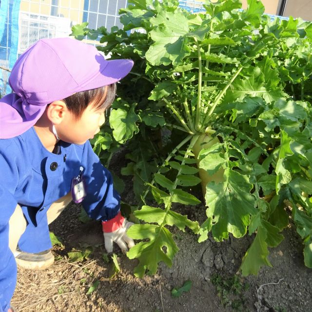 ＊　4歳児　菜園活動　（門田認定こども園）　＊