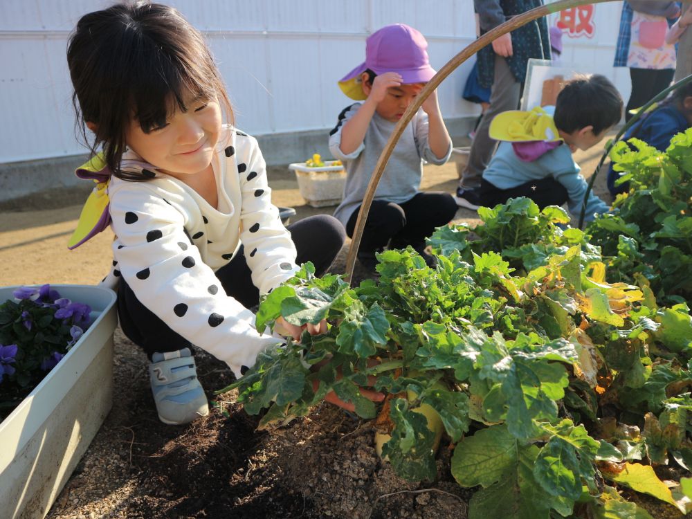 ゾウ組さんで植えた大根
「ちょっと大きくなったね！」
「いつたべれるかな♡」
大根を見ては収穫を待ち遠しく楽しみにしていたゾウ組さん

ついに収穫の日！！
「大きいのとりたいね！」
「私はこれを収穫したい！」
「早く収穫しよ！」
「楽しみ～♡」　わくわくどきどき♡

まずは、収穫したい大根選び☆