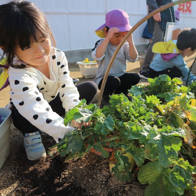 ＊　４歳児　大根収穫①　！！　  *