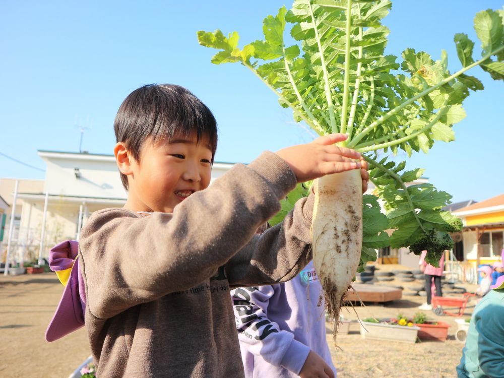 様々な方法で工夫して抜いてみる・・
次第に　「抜けたよ！」　「見て！大きいの！」
みんなの嬉しい喜びの声が・・♡


「うわ！！！！おっき！！！！！」　と、びっくり！