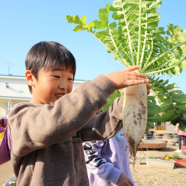 ＊　4歳児　大根収穫②　!!　＊