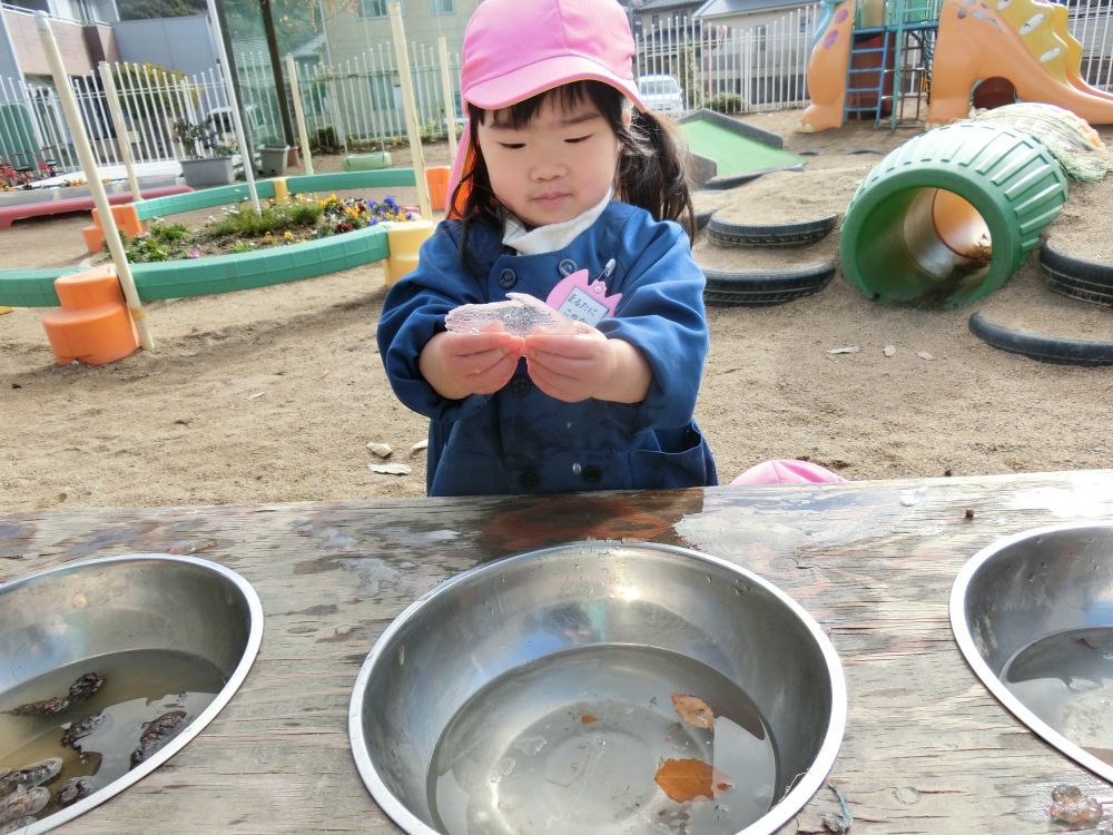 パキッと折れてしまった氷を見つめるKちゃん。
Kちゃん「キラキラしてる♡」
太陽の光が反射していたのか目がうっとり!
同じ氷でも子どもたち一人ひとり感じ方が違います。