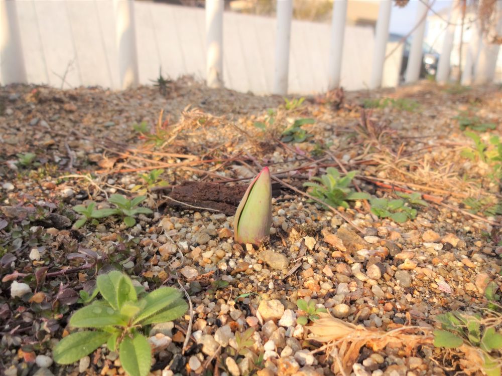 

寒い季節の中でも時々さす太陽の暖かさ・・・

その光を受けて園庭の花壇のチューリップの芽が出てきていました
