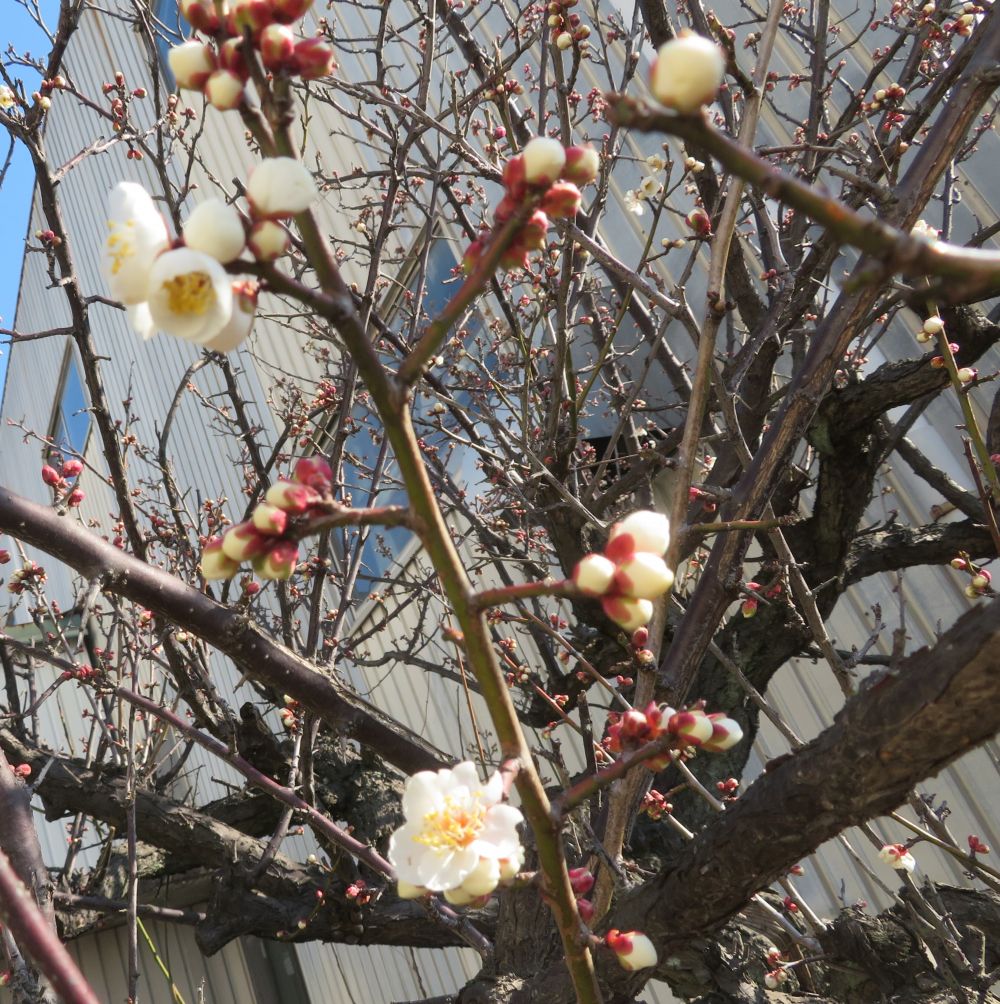 いきなり発見👀
何の花かな？？