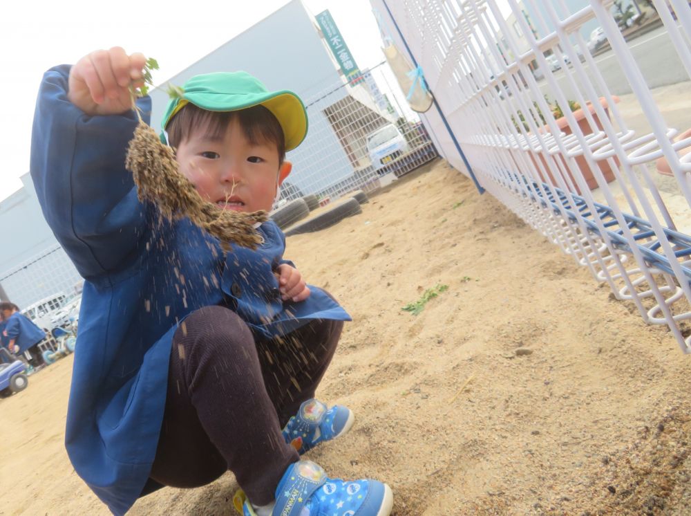 「じゃがいも！！」　　「どこ？」
「ここよ」と根っこの部分を
　　指さして教えてくれました。
”今度、じゃがいも植えよう！”と
　　思った瞬間でした😊