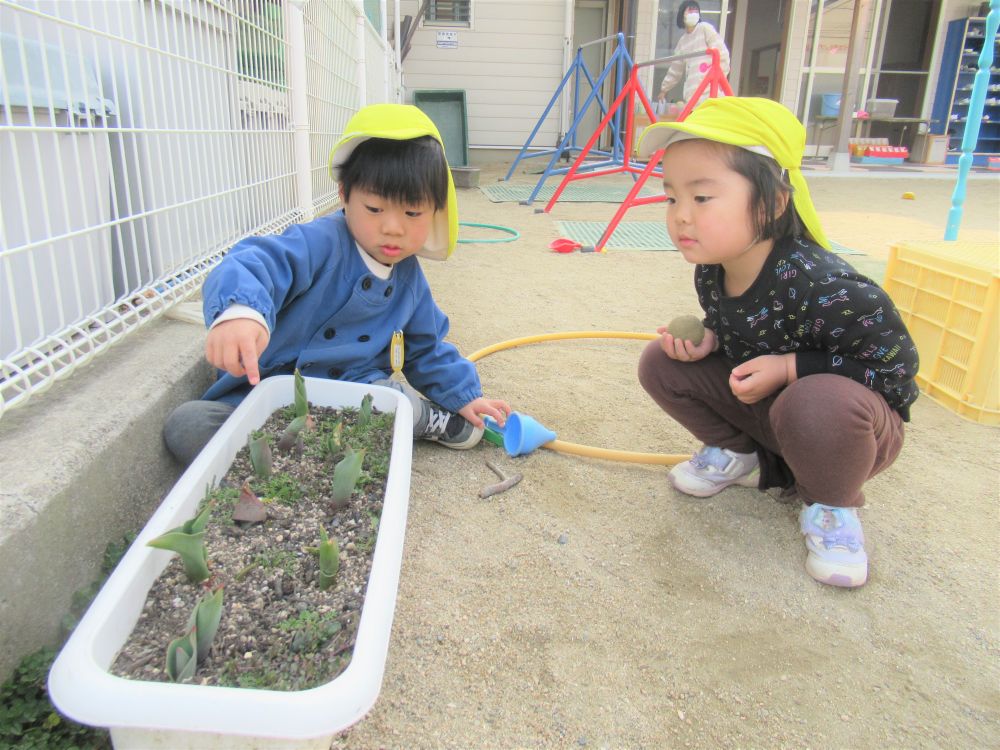 「みてみて！これ花が咲きそうじゃん？」とAくん
「なになに見せて」とSちゃん
チューリップのつぼみを発見し喜び合う二人
春の訪れを感じます