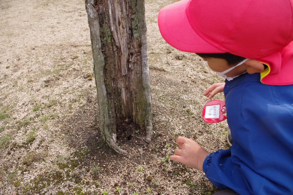 
木の根っこに謎の穴を発見！

・・・とかげ？・・・虫？・・・それとも、もぐら？
まだ寝ているのかな？

Tくん「おーい！春だよー！！」

目覚めの呼びかけ(笑)
かわいい発想ですよね～
友だちも集まって

「春だよー」
「でてこーい！」
