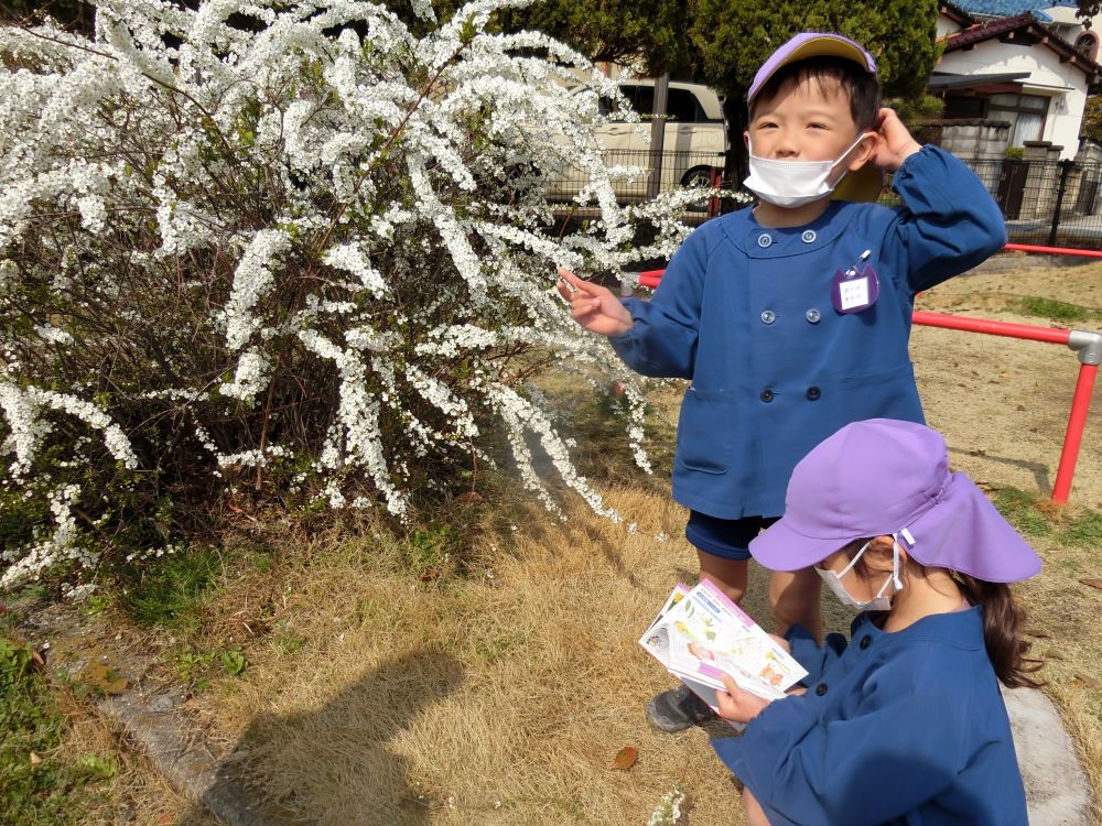 
公園ではいろんなお花を見つけて興味深々！
すぐに図鑑を調べていたTちゃん。

Tちゃん「あったよ！ゆきやなぎっていうんだって！」
Yくん「白いから、ゆきってつくんかな～？」

春のお花なのに面白いところに目が行くYくん。