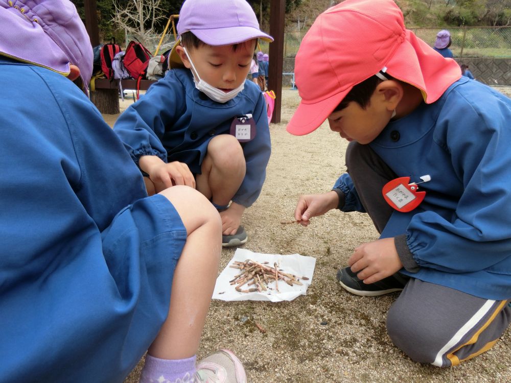 「ここは食べられないからとっちゃって～・・・」

遊びに来たことも忘れて、もくもく・・・

どんな味がするのか、わくわく・・・