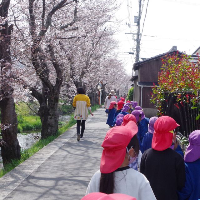 桜の花道を　＊4.5歳児＊