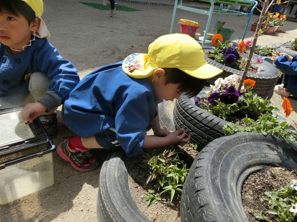 暖かくなり園庭にも沢山の虫さんが・・・
草花の間や、プラターの下など虫さんが居そうな場所を知り尽くしているゾウ組さん！
毎日の楽しみは虫かごを片手に虫探しをすることです♪