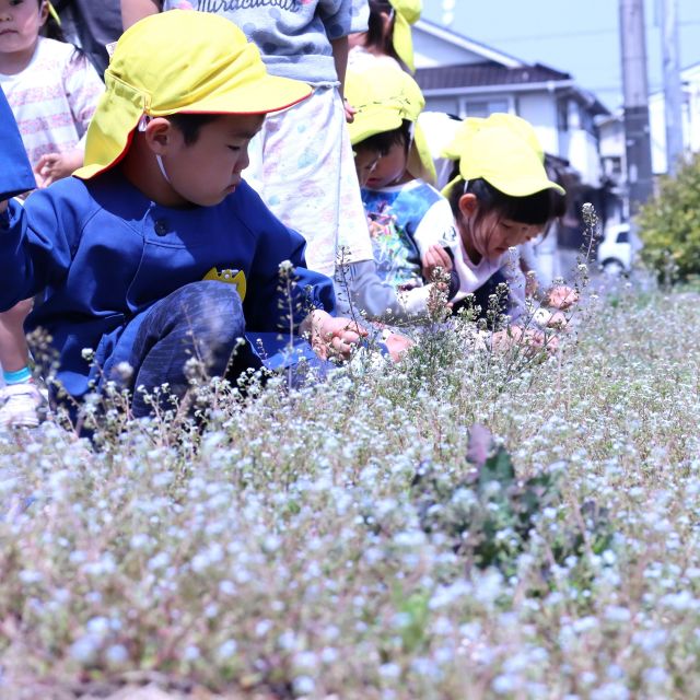 ＊　４歳児　花　＊