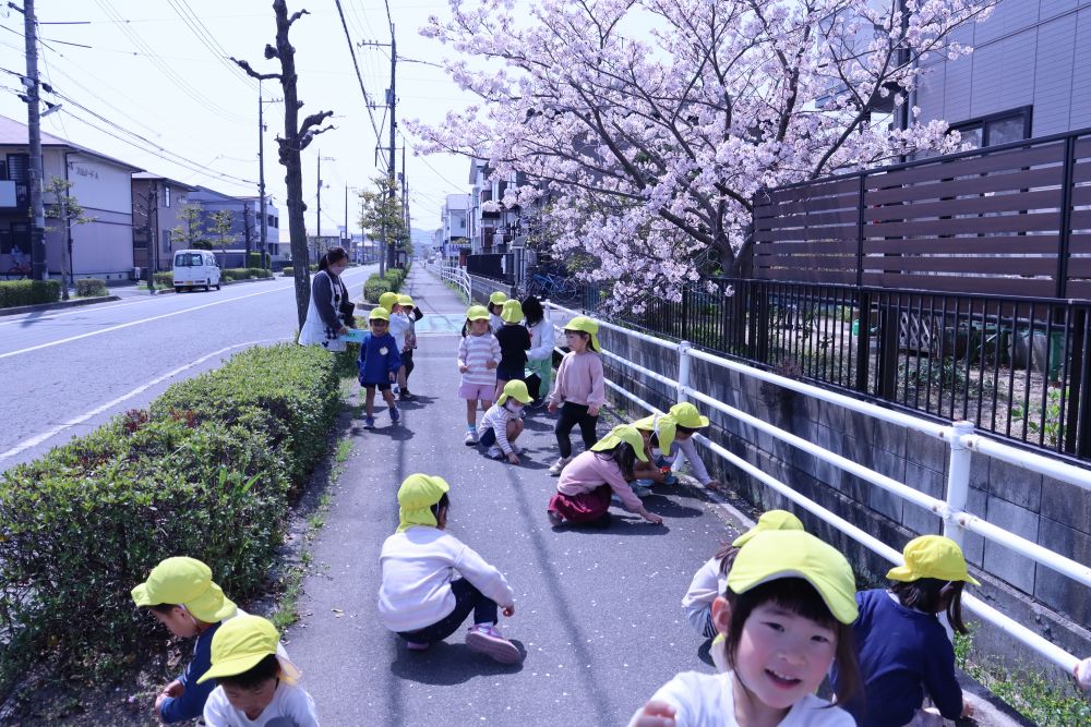 桜の木の下では・・　花びらを拾う
パッと見ると　シティークリーニングにも見えるこの光景

“集めて何しよう・・”
１枚１枚　集める