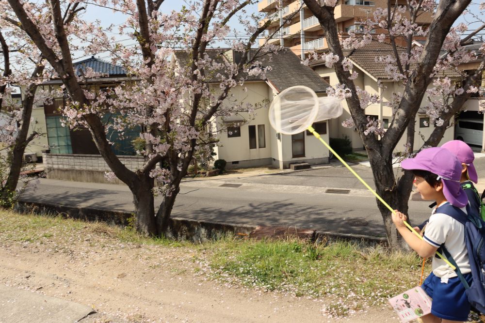 集合写真を撮り終わるや否や・・
ヒラヒラ舞い落ちる花びらを追いかけ
虫取り網でキャッチするR君