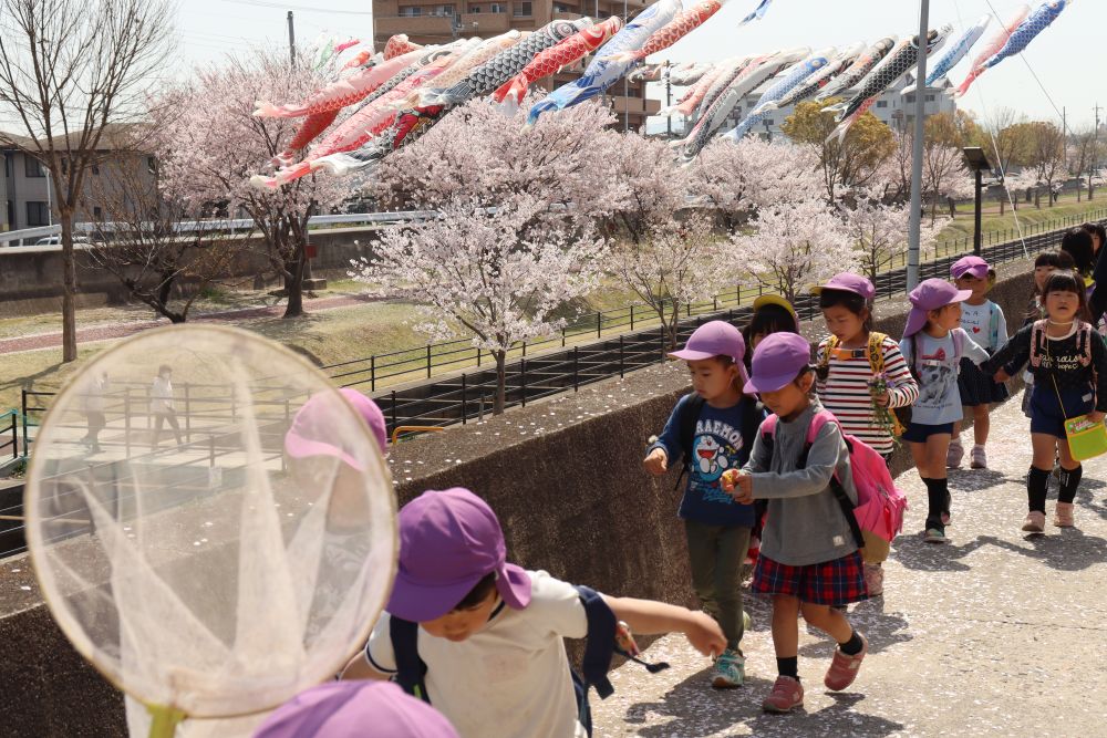 帰り道も桜がいっぱい

一年の内の少しの間しか咲いていない桜
卒園、修了・・　入園、進級・・
春を祝い、みんなの成長を祝ってくれているようです