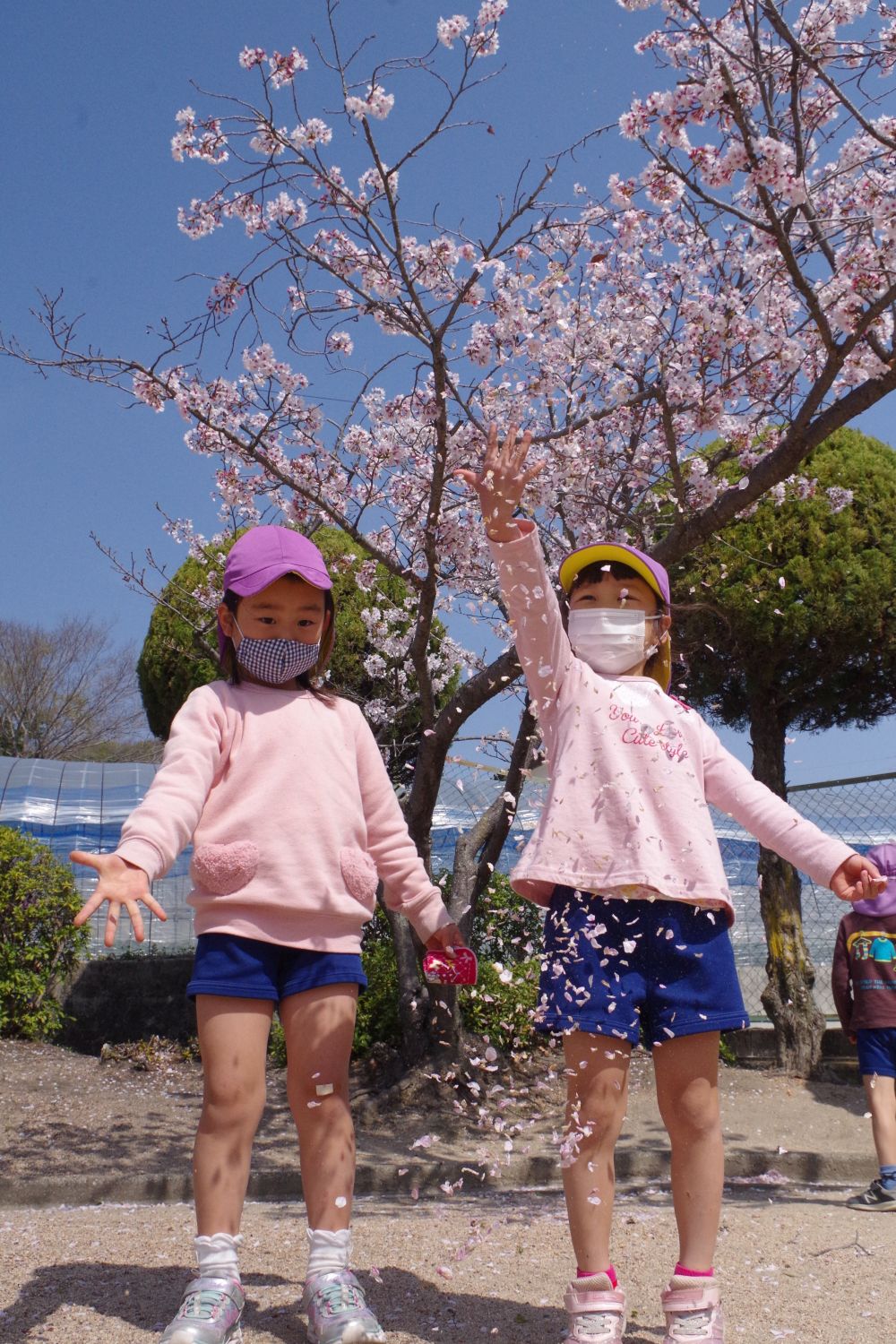 可愛い♡が大好きな、KちゃんとTちゃん。
いつも桜の花びらを大切にハンカチにはさんで集めていましたが、今回は・・・

Tちゃん「いっくよ～！！せーの！！」

まるで魔法みたい♡

