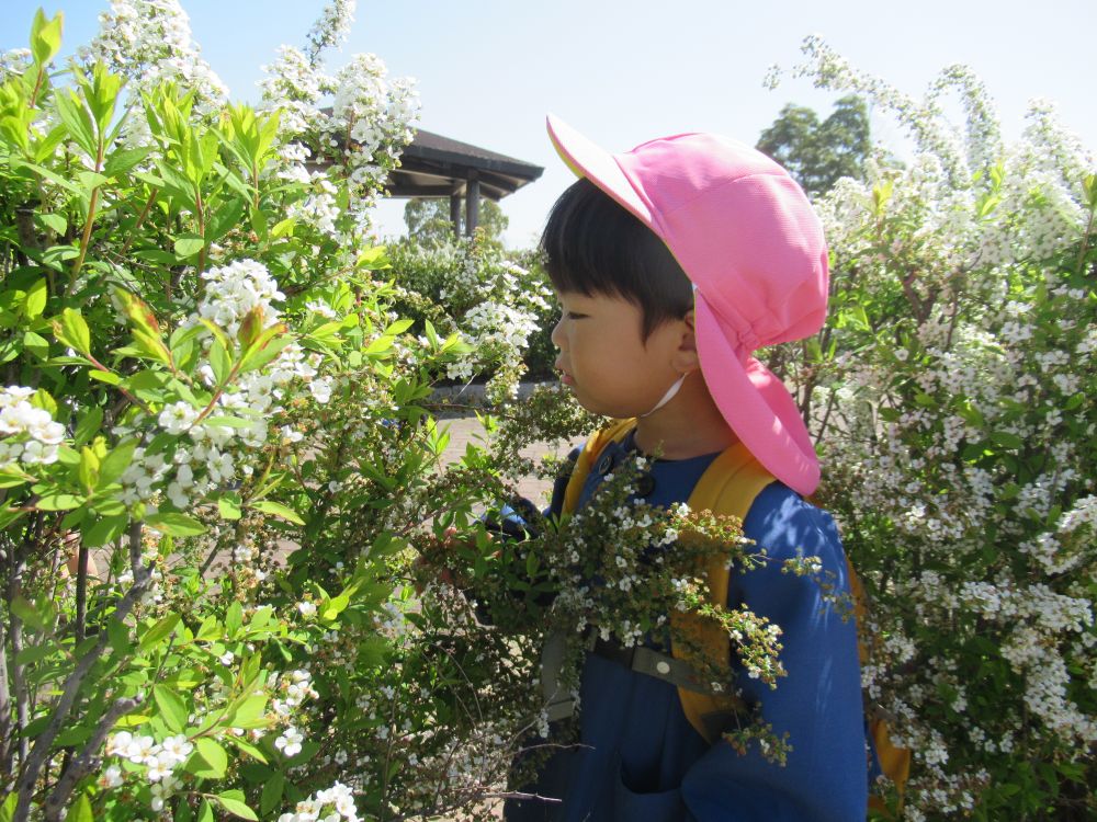 春のあたたかさをお日様の光から感じます
散歩に行くのが楽しい季節ですね



なんだかいい匂い・・・♡
「くんくんくん」
花の傍に近づいていくSくん