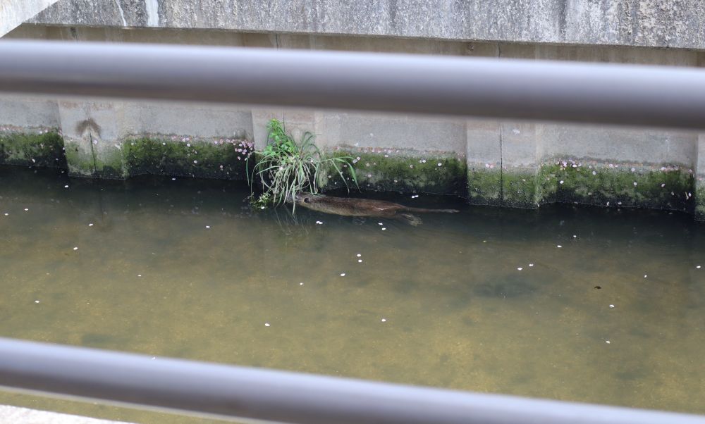 帰る直前・・・

なんと、ヌートリアが泳いでいるのを発見

なぜかみんな”カピバラだー！！！”と、大喜びでした