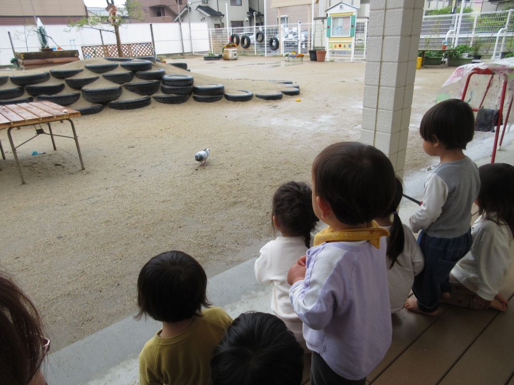 鳩さんが遊びに来ました♪

「とりさんが遊びに来とるよ」
「お山登ろうとしてるよ」
「濡れてるよ」

色んな会話が聞こえてきます
興味津々なクマ組さん