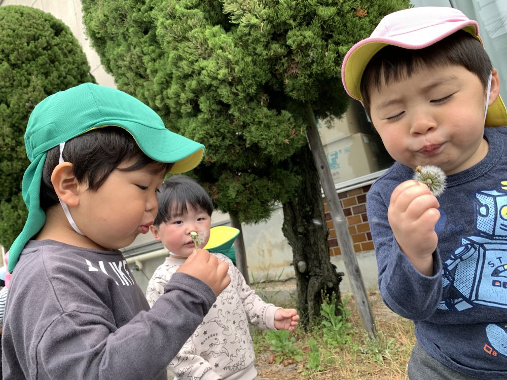 ふぅ～のタンポポ
　み～つけた💗
「とんだ、とんだ♪」