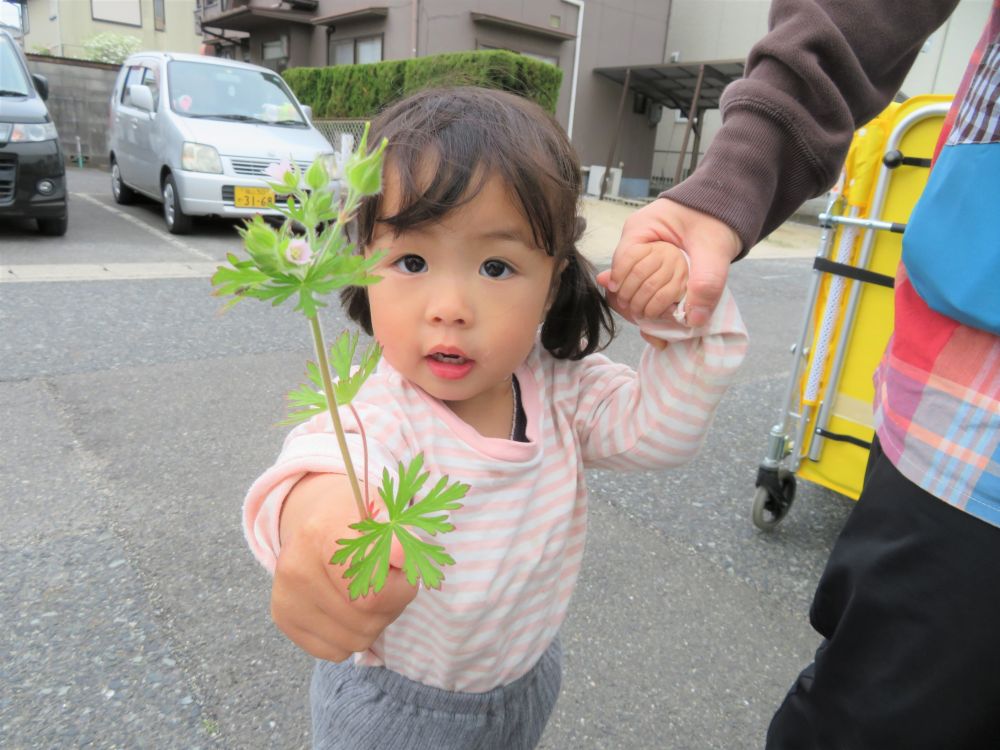 今日はお弁当の日

その前に・・　お散歩レッツゴー！

ウキウキした足取りで歩くUちゃん
可愛いお花をみつけたよ♡



