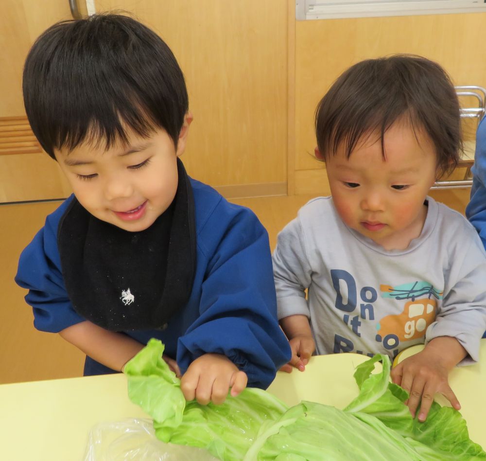 「キャベツ、触ってもいいよ♪」

クマ組さん
　思いっきり　ベリッ！！