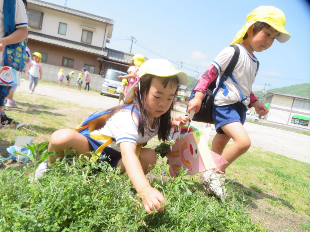 皆で作ったこいのぼり製作の鞄を持ってお散歩に行きました♪
春まだあるかな～？

「あっ！オオイヌノフグリみっけ！」
「このお花何て名前～？」
「テントウムシ！いっぱい捕まえよ！！」



