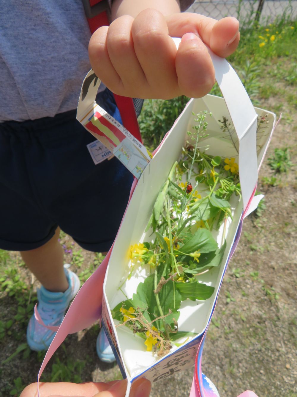 カラスノエンドウ、シロツメクサ、テントウムシ・・・
春の草花や虫をいっぱい発見♪
大切にこいのぼりバックに入れて保育園へ持って帰りました♡
