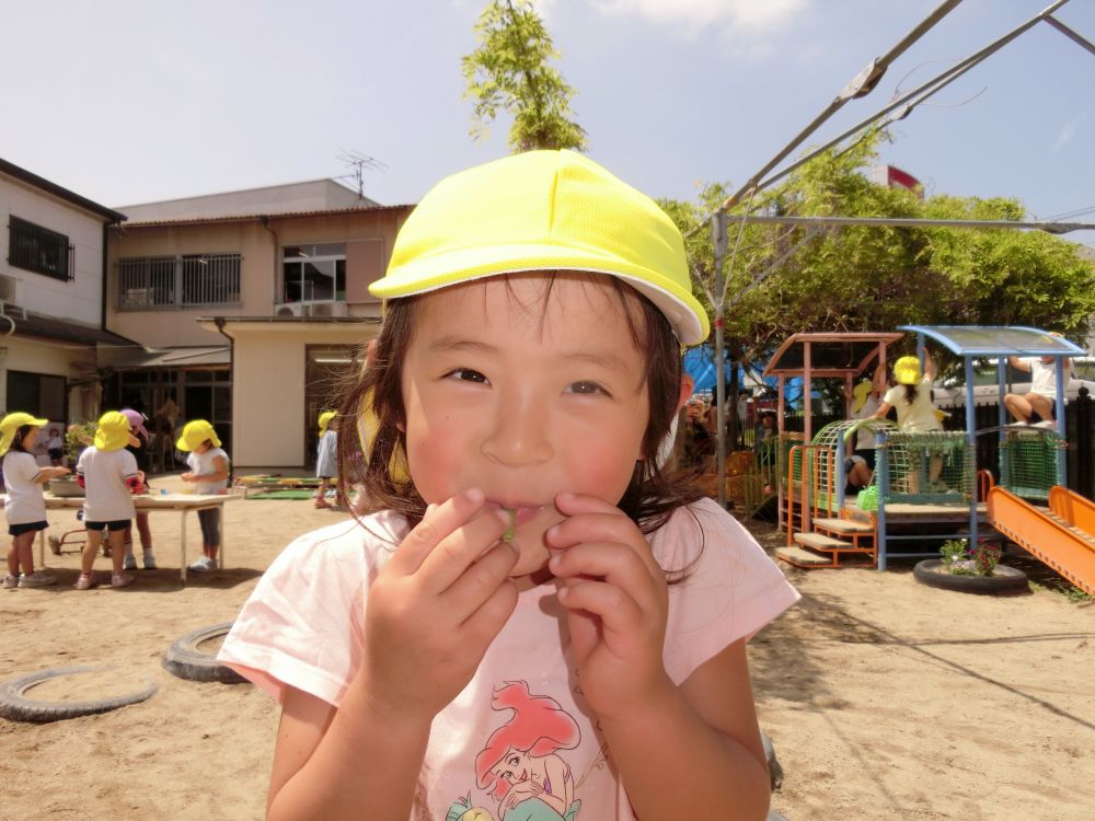 カラスノエンドウの豆笛を保育教諭が吹いて見せると、
「やりたい！！どうやってやるん？」
と興味津々♪
最初はなかなか吹くことが出来なかったけど、諦めずに挑戦していると・・・
「ピーッ、ピーッ♪やったー！鳴った！！」
満面の笑みで吹いて見せてくれました♡
