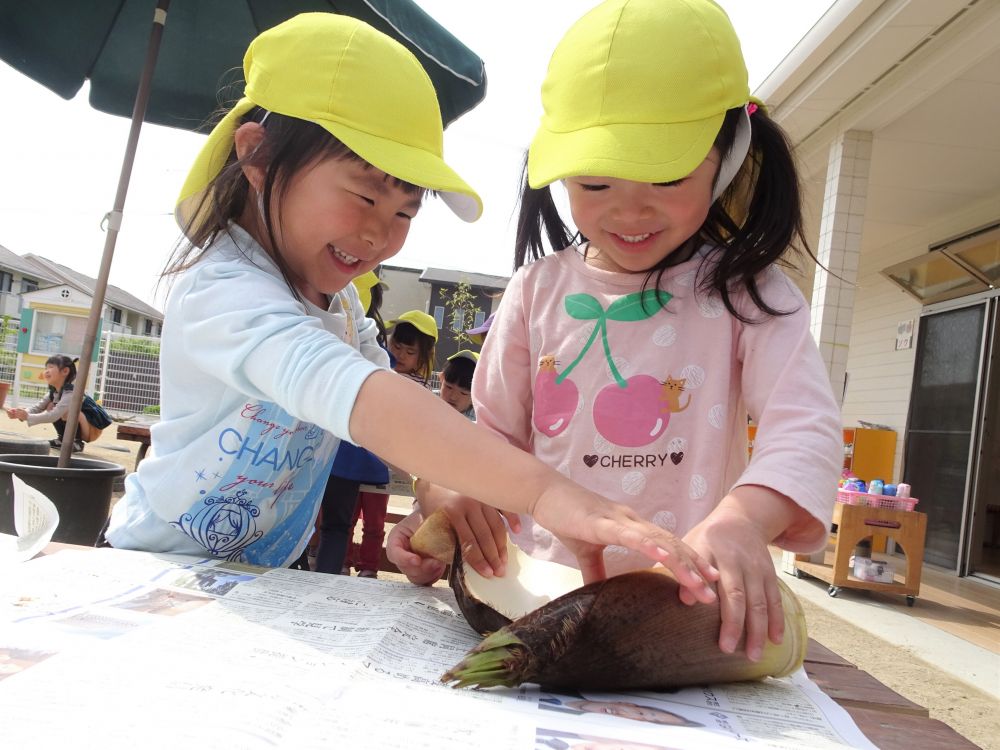 保護者の方から、旬の野菜【たけのこ】をたくさんいただきました♡
さっそく子ども達と観察＆皮むき体験♪

丸ごと１個のたけのこを初めて見る子もいた様子。
「このお野菜、な～んだ？」と問いかけてみると・・・
「・・・・・・。これやさい？」と、不思議顔の子も。

まずはたけのこの観察から♪
「なんか毛みたいなのついとるね」
「さきっちょ、とんがってて痛いとこある！」
と気づいたことを伝え合います。