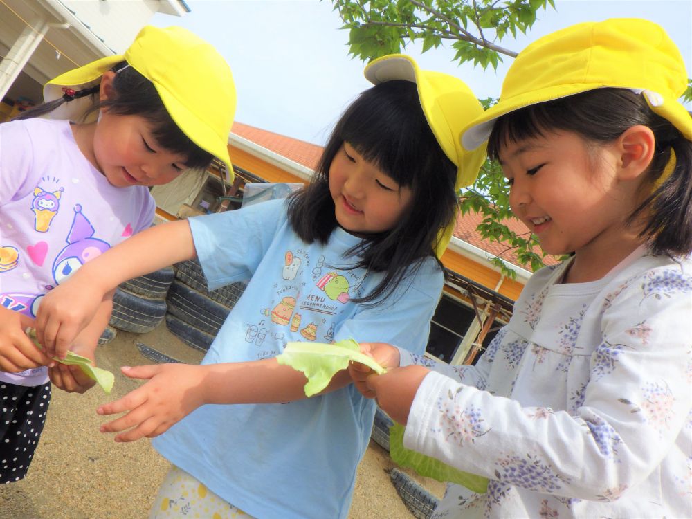 さっそく あおむしにあげてみます
「わたしもあげてみたい」
「順番にしよう」
「小さくちぎってあげようや」
「食べやすいもんね」

あおむしのために優しい女の子たち♡